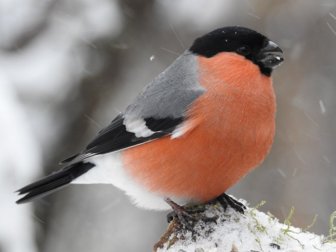 Снегирь самец окраска