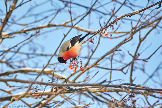 Красногрудый Снегирь