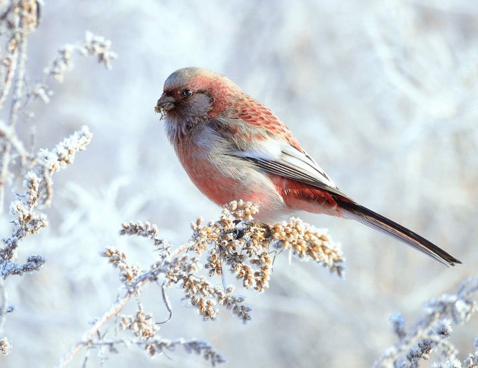Обыкновенный Снегирь птица