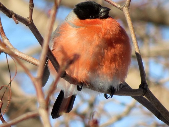 Кавказский Снегирь