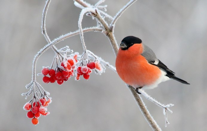 Снегирь Забайкальский горный
