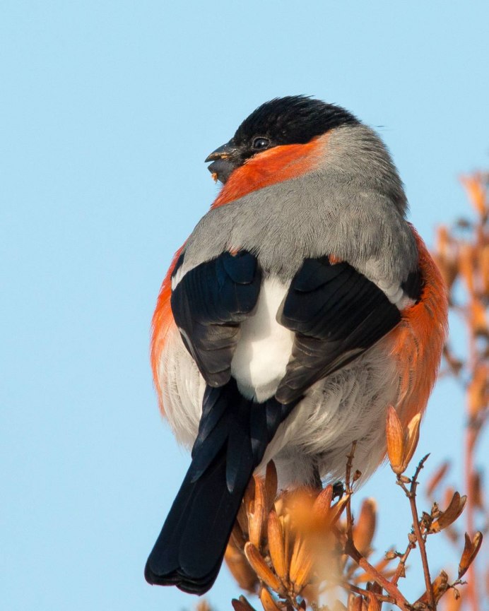 Желтогрудый Снегирь