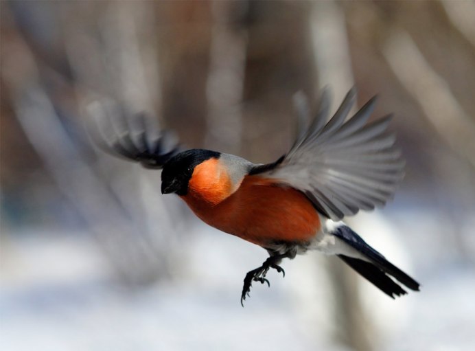 Снегирь в полете