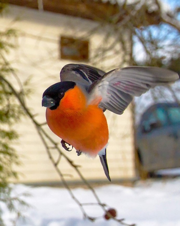 Снегирь фото