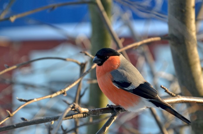 Хвост снегиря