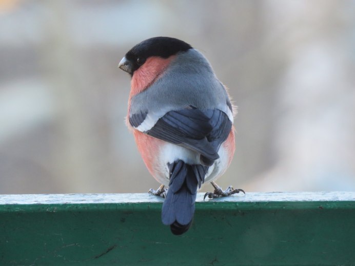 Снегирь обыкновенный pyrrhula pyrrhula