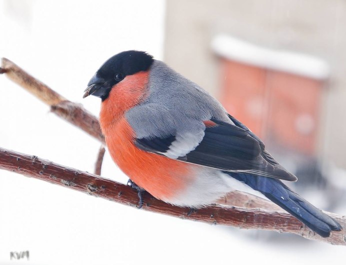 Белошапочная горихвостка