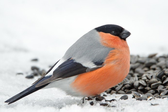 Хвост снегиря