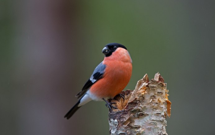 Снегири на рябине