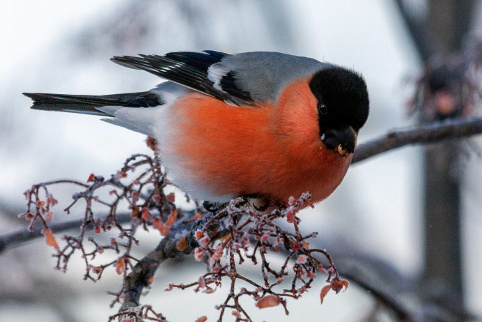 Красноголовый Снегирь