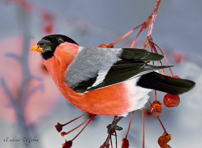 Лапки снегиря