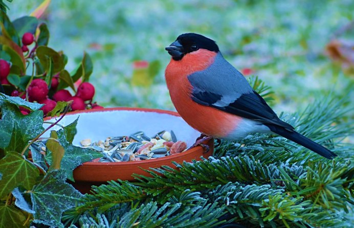 Воробьинообразные Снегирь