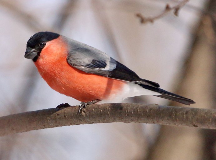 Желтогрудый Снегирь
