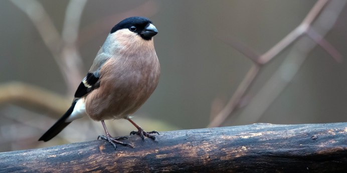 Уральский Снегирь