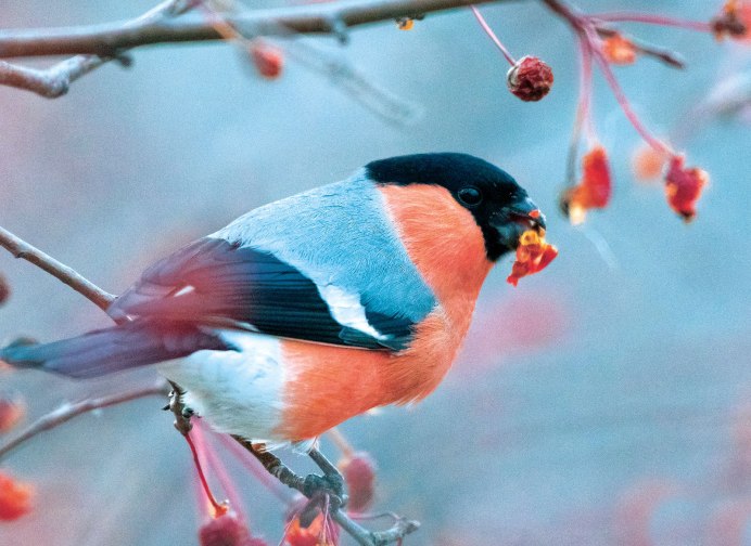 Снегирь обыкновенный pyrrhula pyrrhula