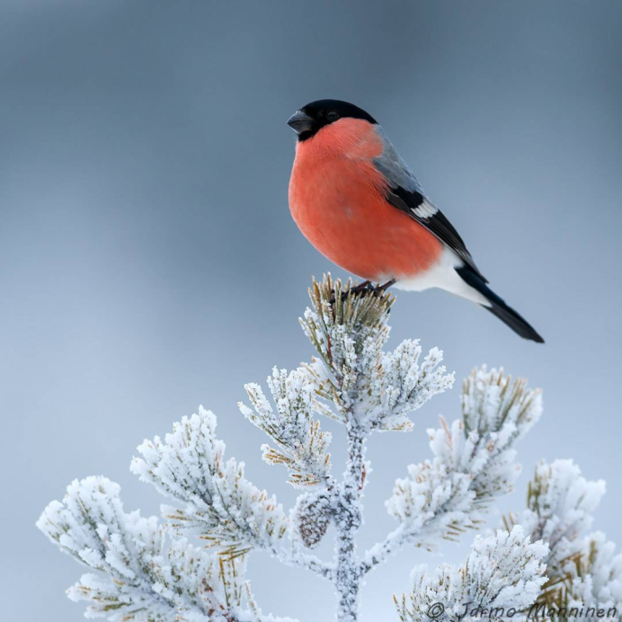 Щур птица в Новосибирске