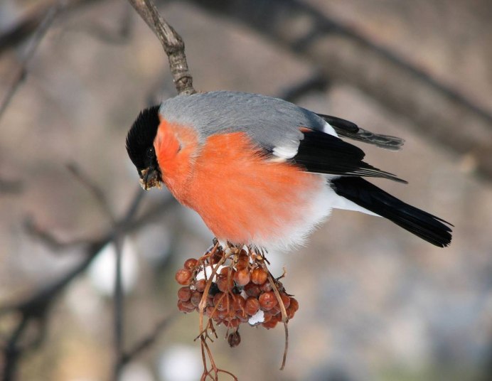 Красногрудый Снегирь