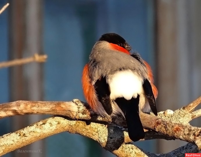 Упитанный Снегирь