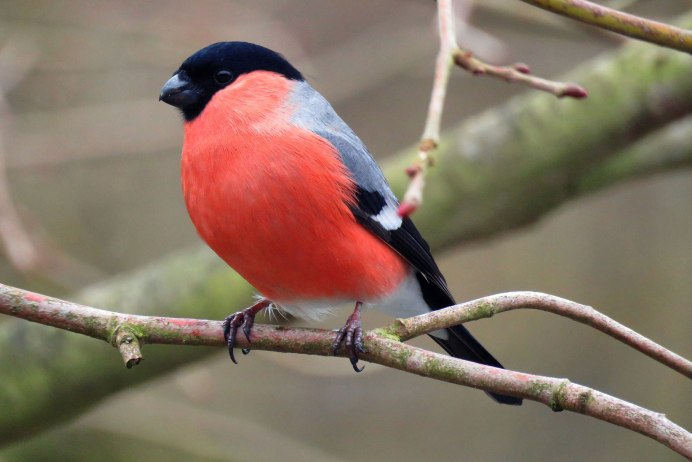 Птица похожая на снегиря