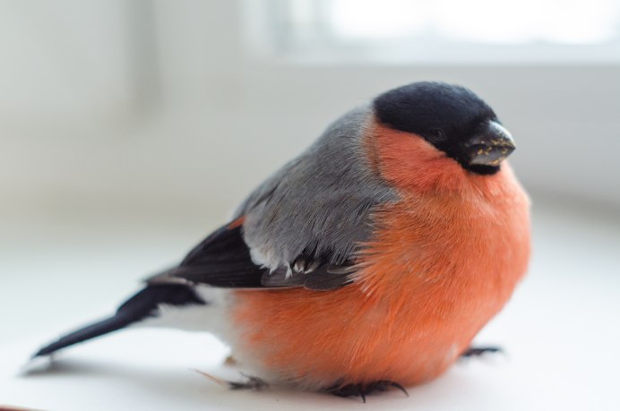 Серогрудый Снегирь