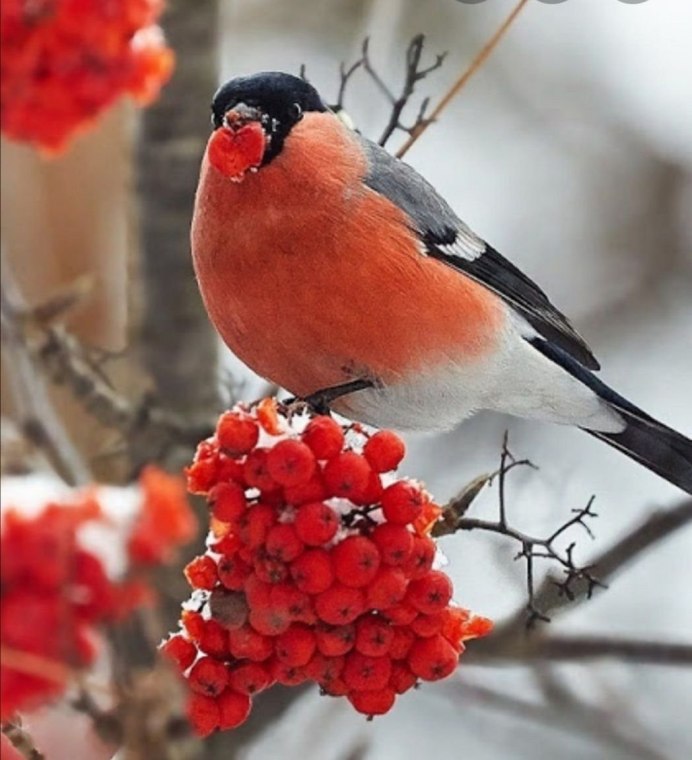 Красивый Снегирь
