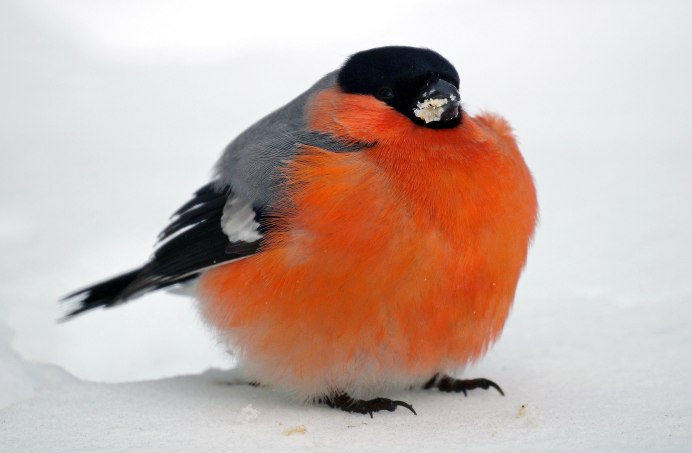 Воробьинообразные Снегирь
