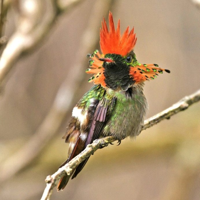 Lophornis ornatus