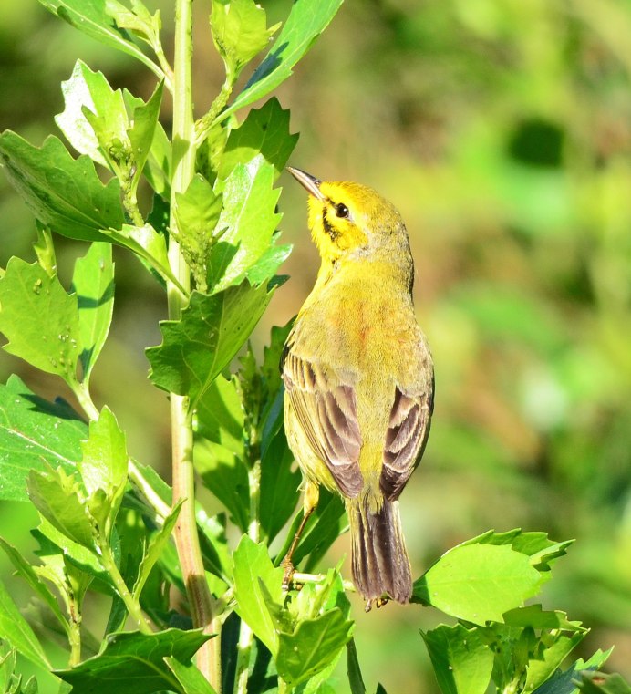 Lichenostomus melanops)