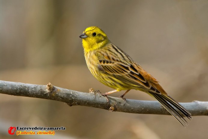 Зеленушка (Chloris Chloris)