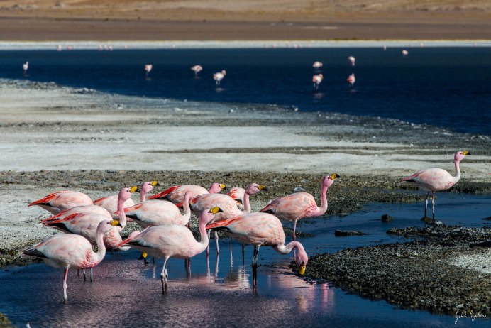 Phoenicopterus Chilensis