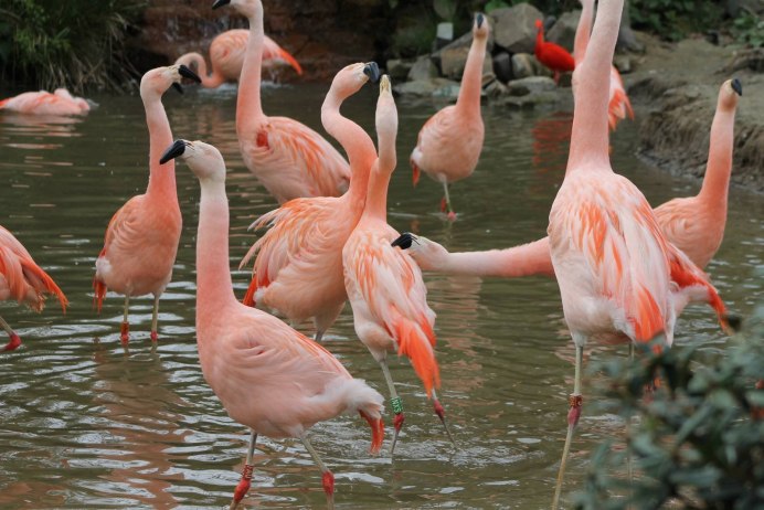 Phoenicopterus Chilensis