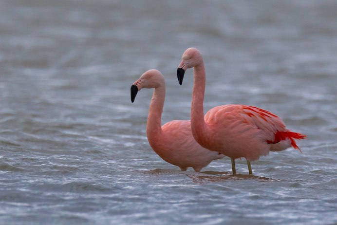 Phoenicopterus Chilensis