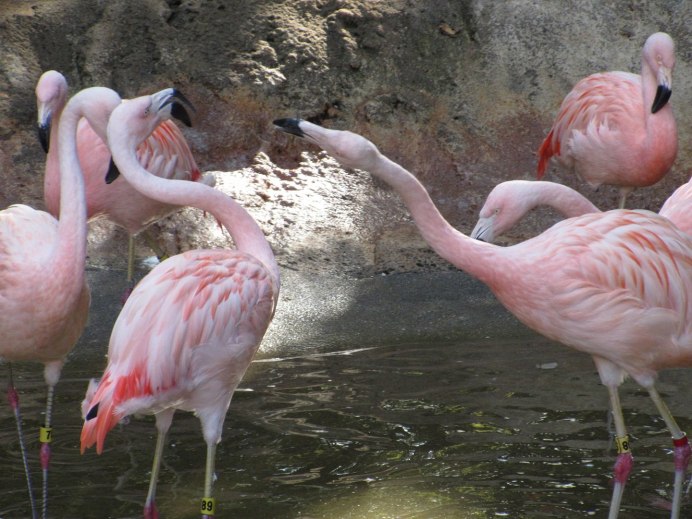 Phoenicopterus Chilensis