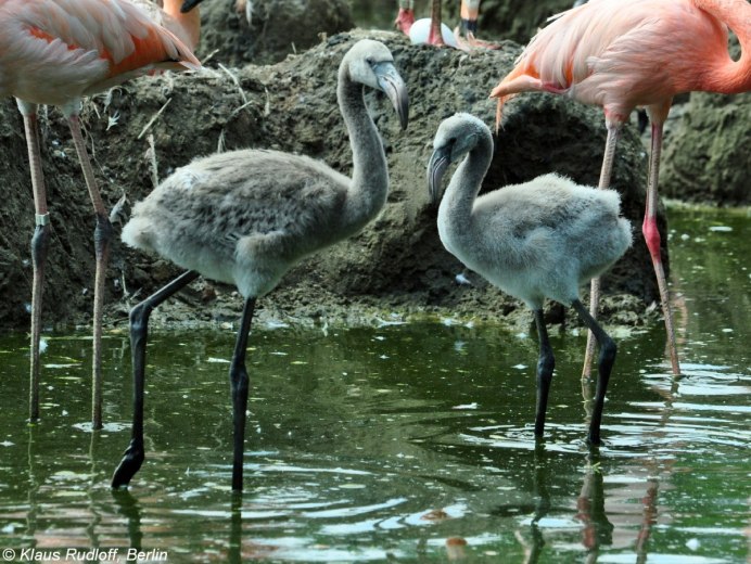 Phoenicopterus Chilensis