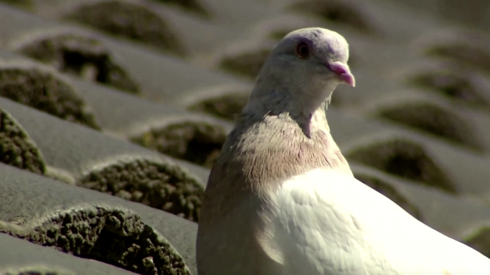Giant Pigeon