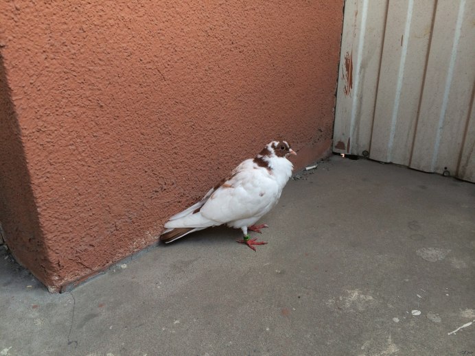 Голуби-Архангелы (Columba Livia)