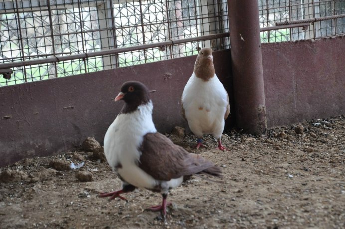 Dove Pigeon разница
