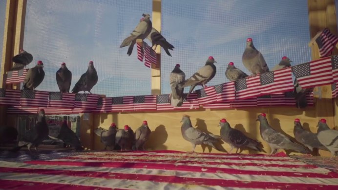 Pigeon Poo