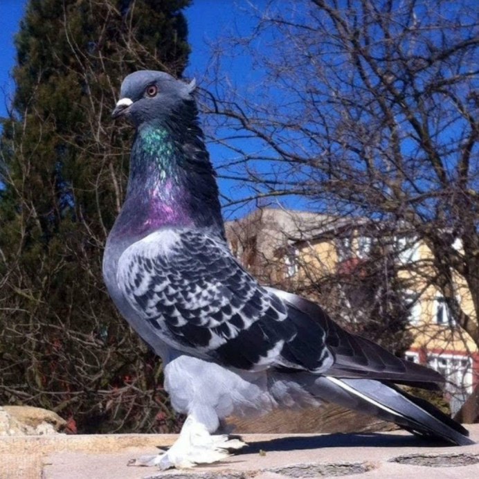 Английский почтовый голубь