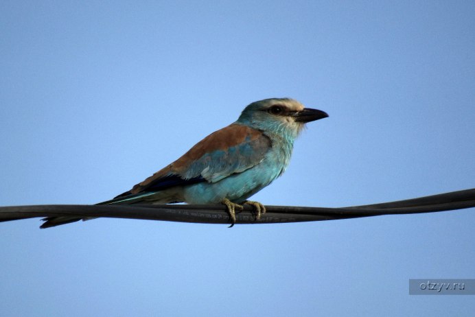 Blue-bellied Roller