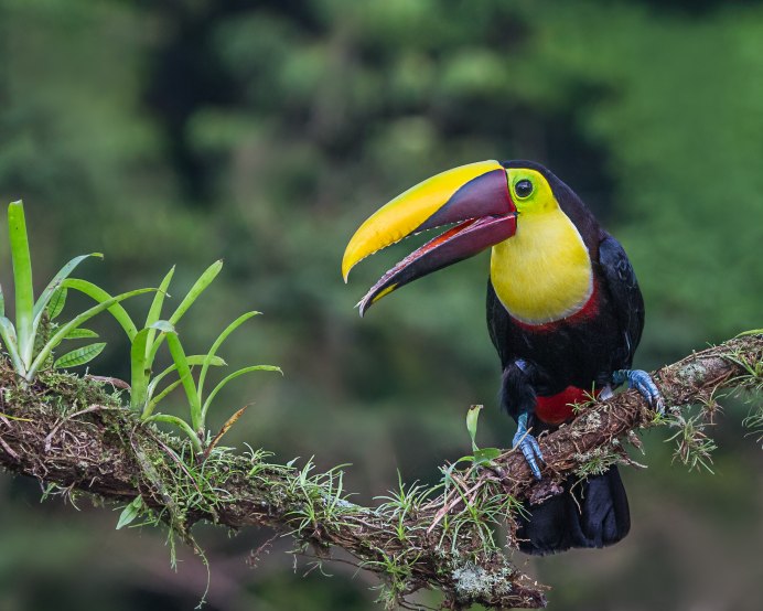Macaw's Bridges