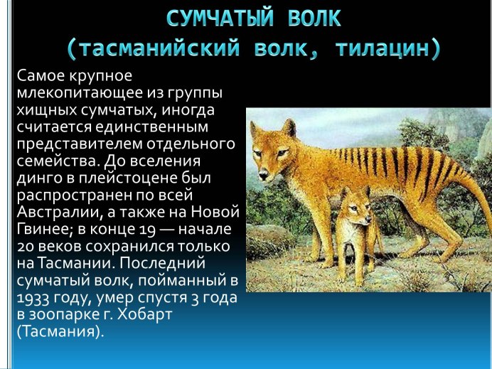Тилацин сумчатый волк