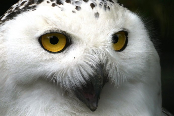 Фото белая Сова Bubo scandiacus / snowy Owl в хорошем качестве