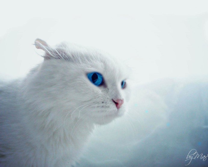 Полярная Сова злая
