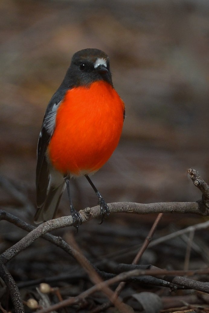 Странствующий Дрозд (turdus migratorius)