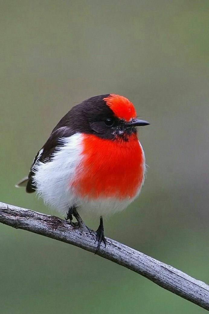 Turdus migratorius