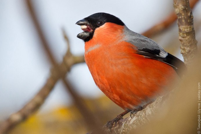 American Robin птица