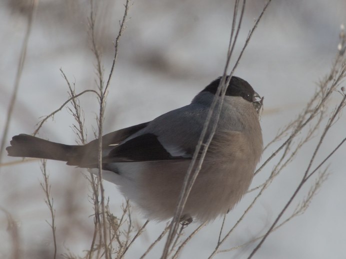Зарянка горихвостка