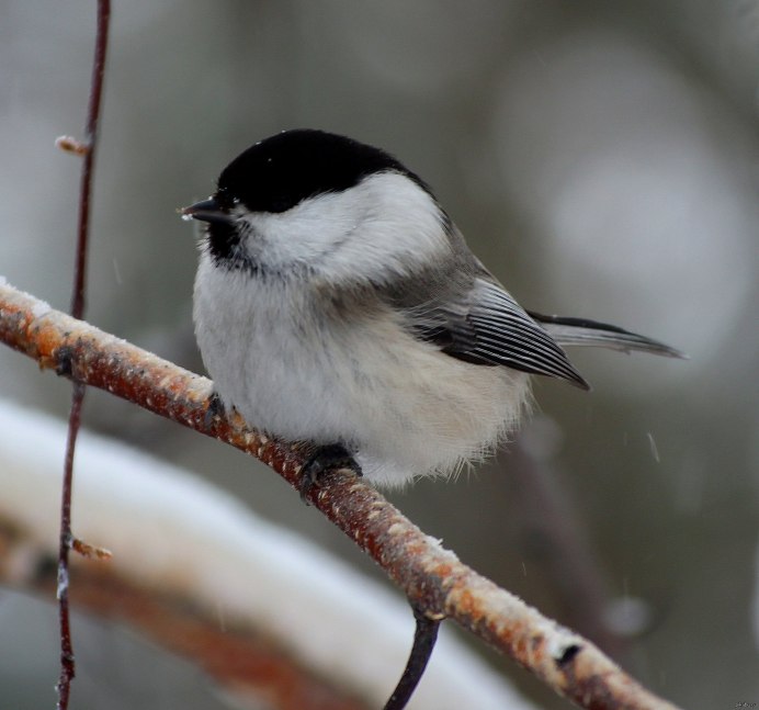 Серая птичка с красной грудкой