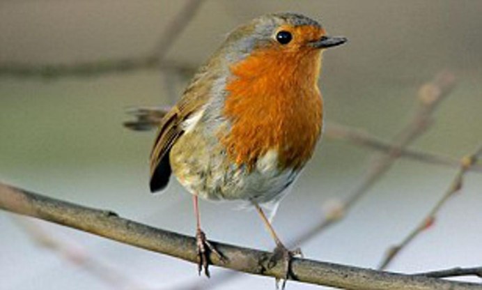 Горихвостка Коноплянка